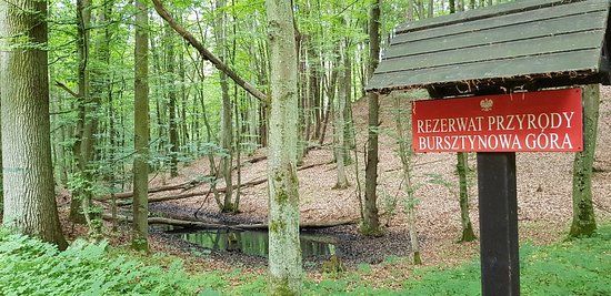 Rezerwat Bursztynowa Góra